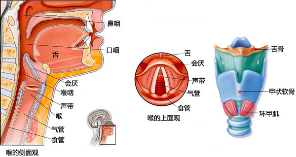 可插气管插管喉罩