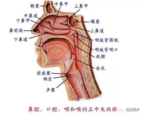 可插气管插管喉罩